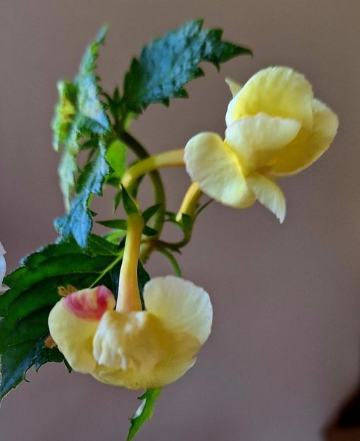  - Limoncello