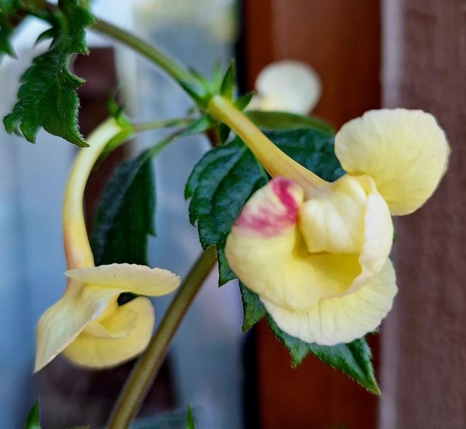  - Limoncello