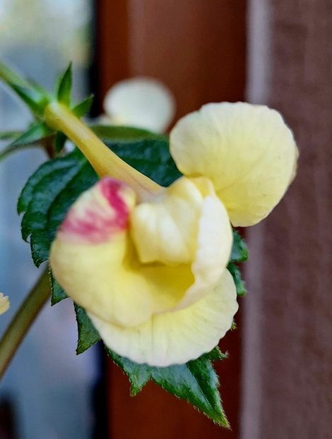  - Limoncello