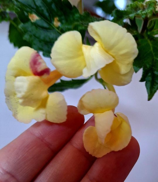  - Limoncello