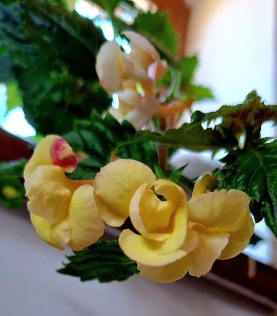  - Limoncello