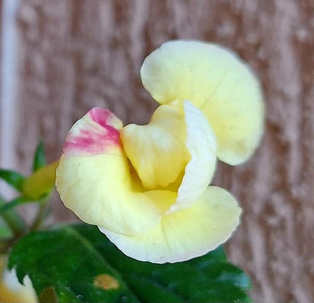  - Limoncello