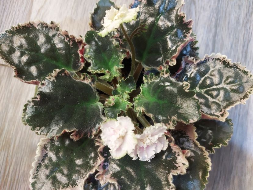  - Violeta EK-Izumrudnoe Kruzhevo