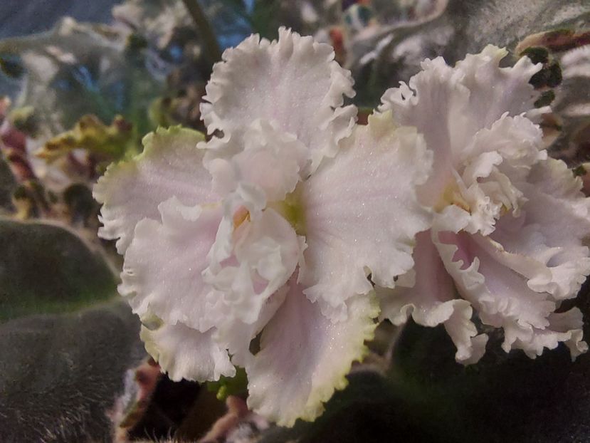  - Violeta EK-Izumrudnoe Kruzhevo