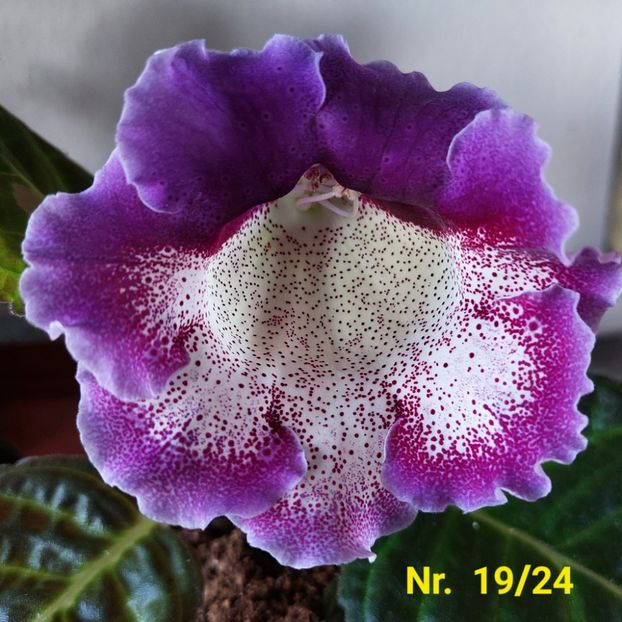 Img.2024.07.29 - Sinningia din semințe hibrizi Dna Dietze 2024