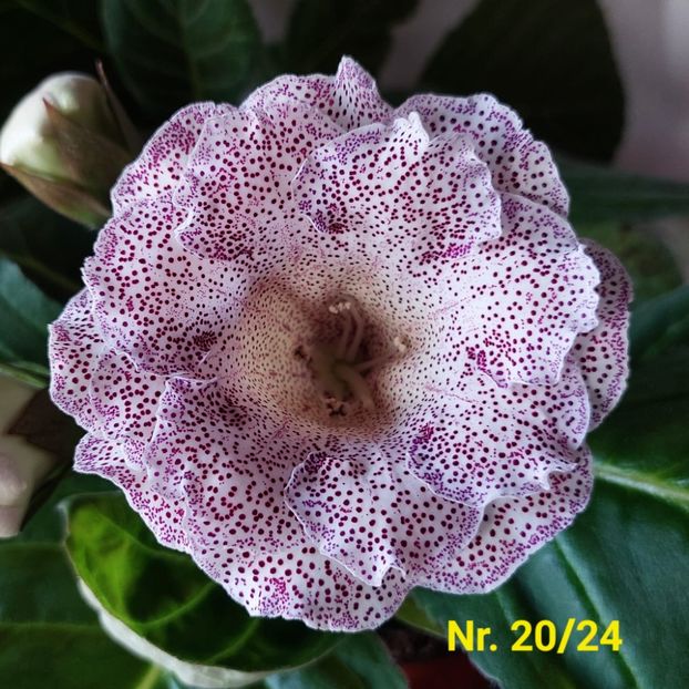 Img.2024.07.29 - Sinningia din semințe hibrizi Dna Dietze 2024