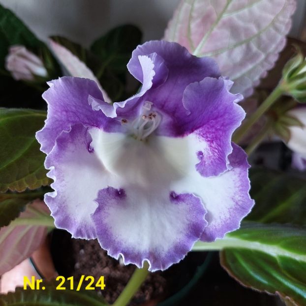 Img.2024.07.29 - Sinningia din semințe hibrizi Dna Dietze 2024