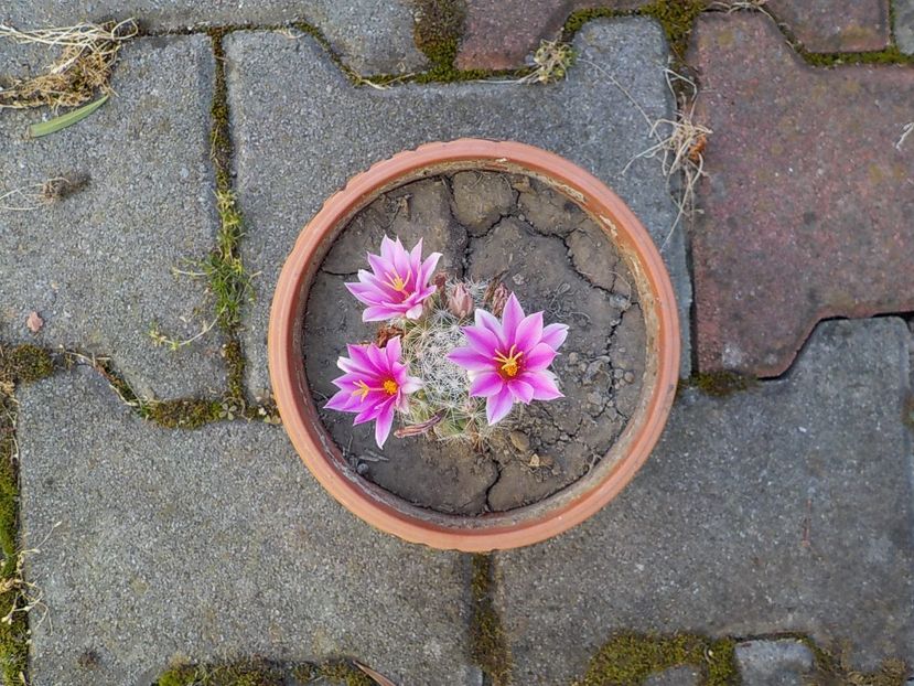  - mammillaria spinosisima