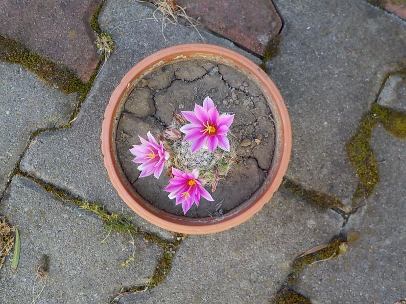  - mammillaria spinossisima