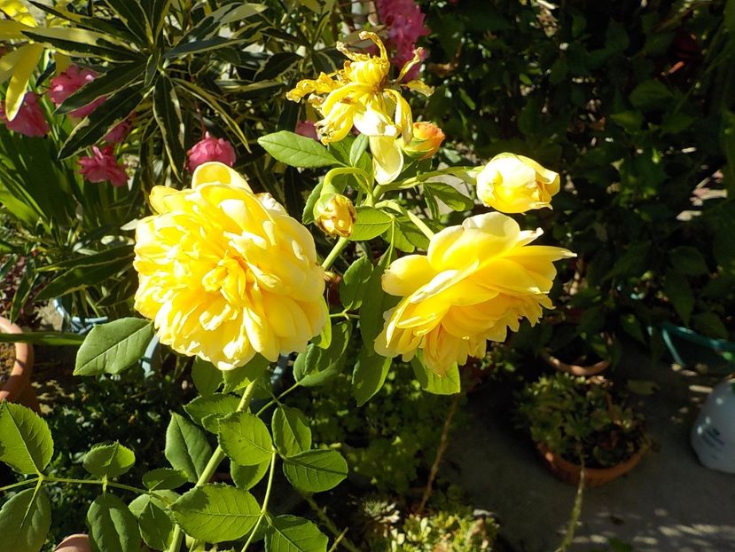  - golden celebration