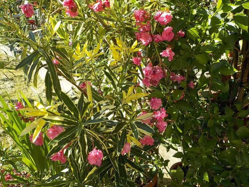  - variegat nr 24
