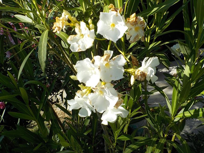  - mont blanc leandru nr 22