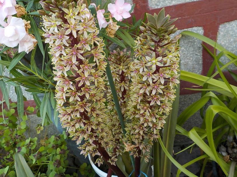  - eucomis