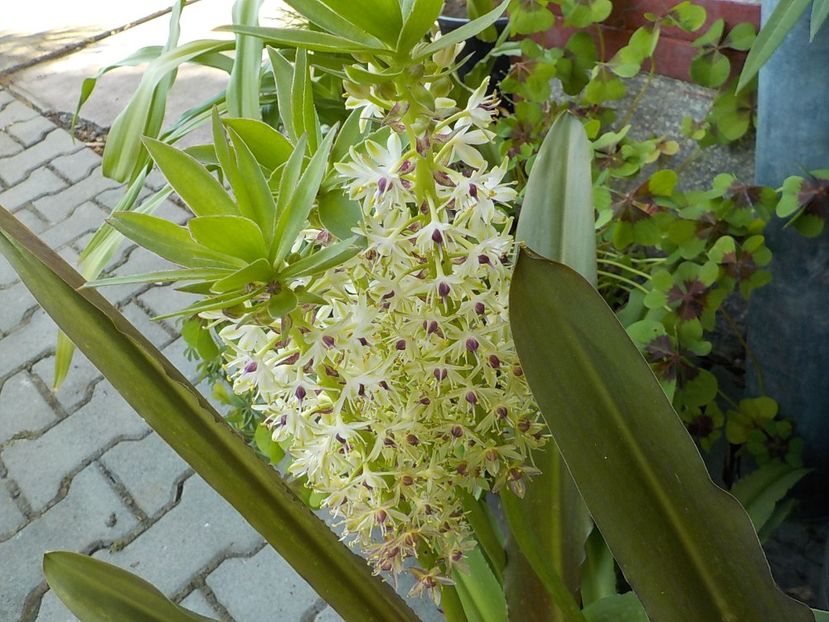  - eucomis