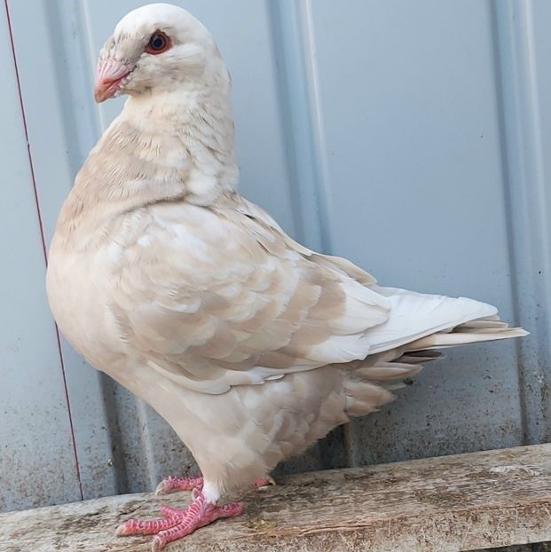  - 3---AGH DAȚI 2019 - 2025