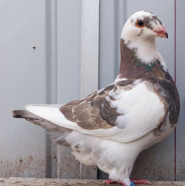  - 3---AGH DAȚI 2019 - 2025