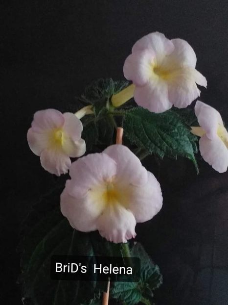  - ACHIMENES