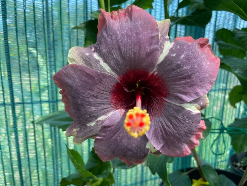  - Luv -Posog- Memories