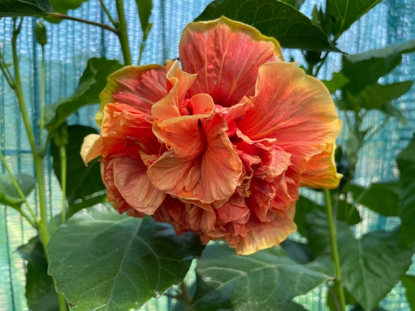  - HD Baloon of Happiness