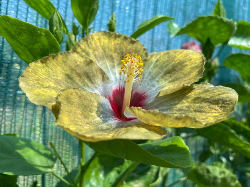  - 001 - Hibiscusi 2024 - 1