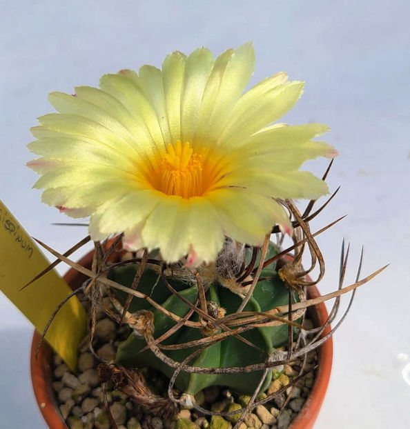 Astrophytum capricorne var crassispinum - Astrophytum capricorne var crassispinum