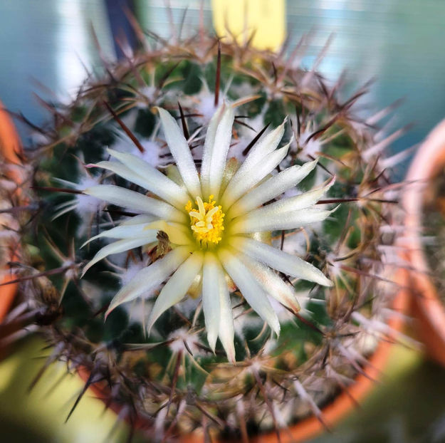 Coryphantha delaetiana - Coryphantha delaetiana