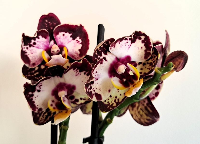  - Phalaenopsis 3