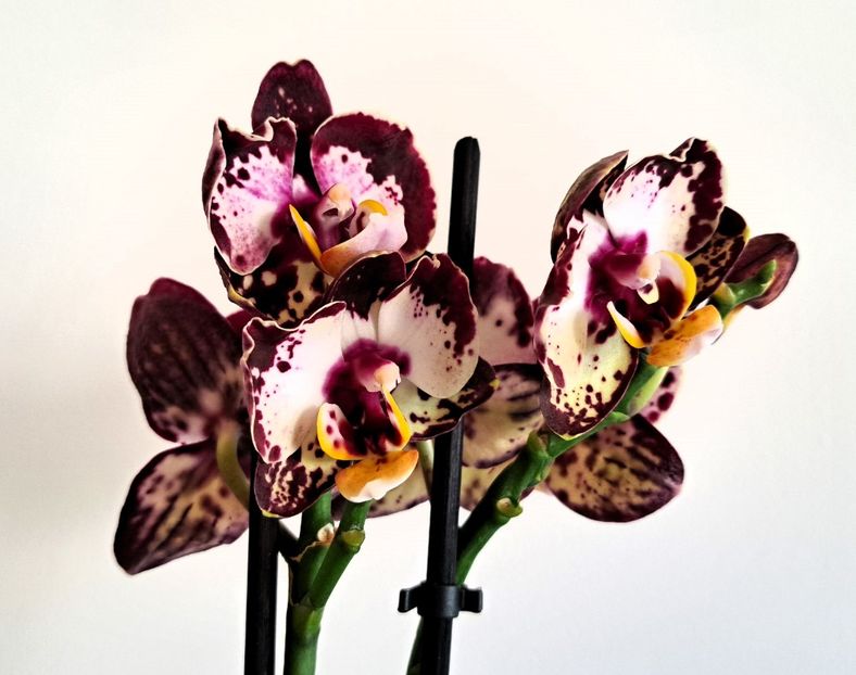  - Phalaenopsis 3
