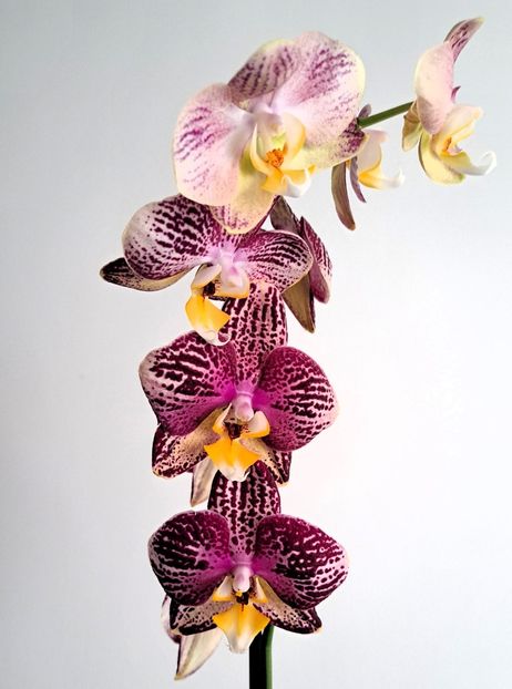  - Phalaenopsis 3