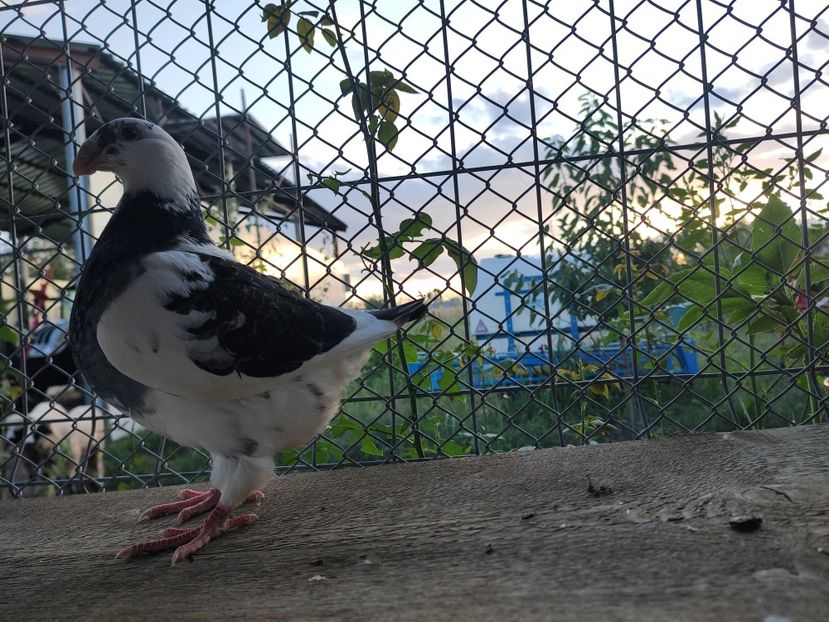  - Porumbeii vânduți !
