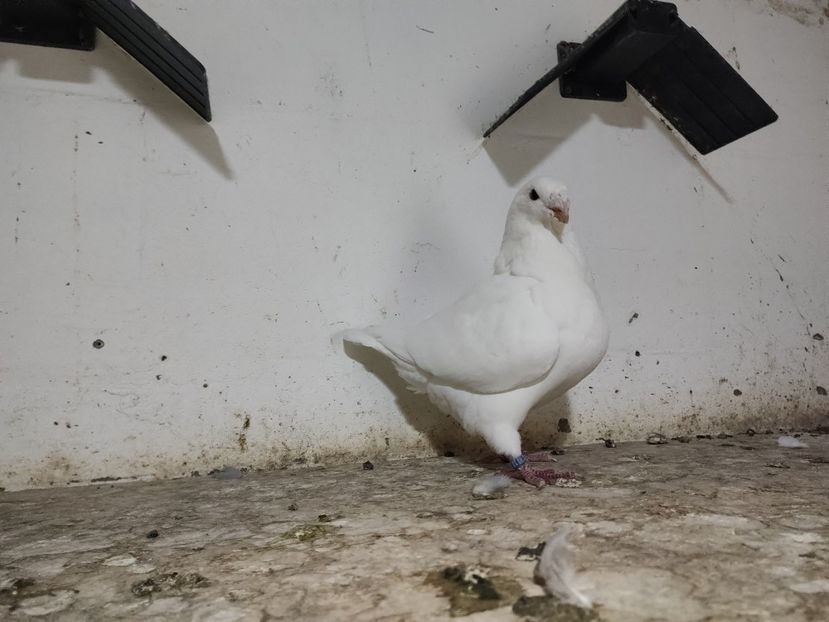 F 2024 - Porumbeii vânduți !