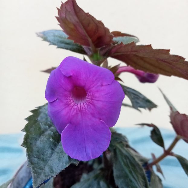 2024 - BriDs Jolanda