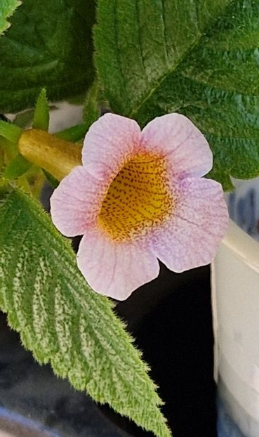Mm s Dawn - Achimenes 2024