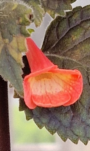 xA Helena - Achimenes 2024