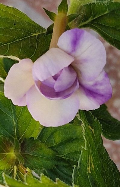 Milk & Honey - Achimenes 2024