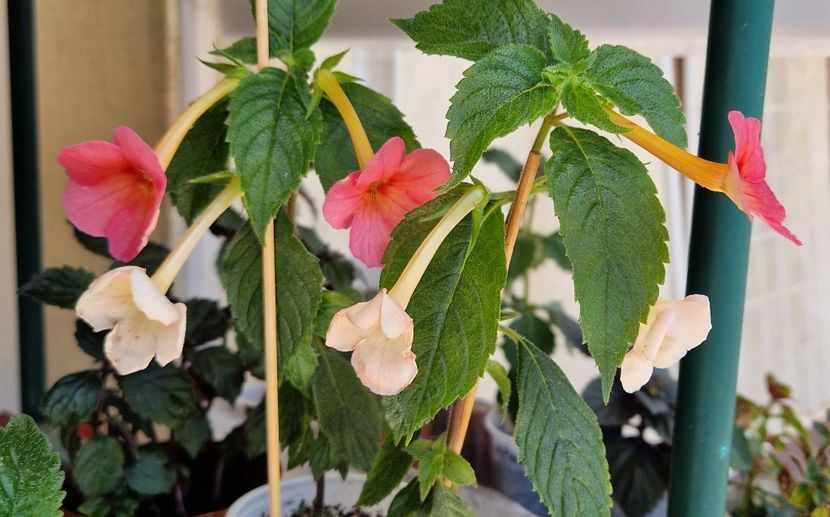 Trei cu trei - Sweet and Sour