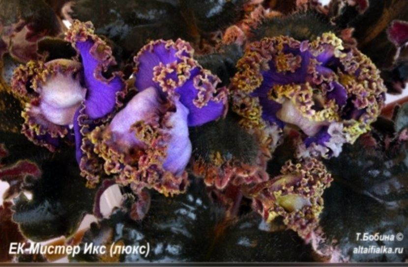 Poza net - EK-Mister Iks Lux