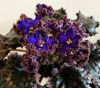 Poza net - EK-Mister Iks Lux