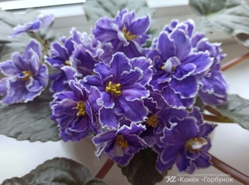 Poza net - KZ-Konek Gorbunok