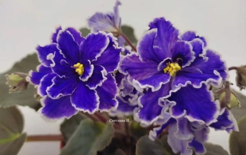 Poza net - KZ-Konek Gorbunok