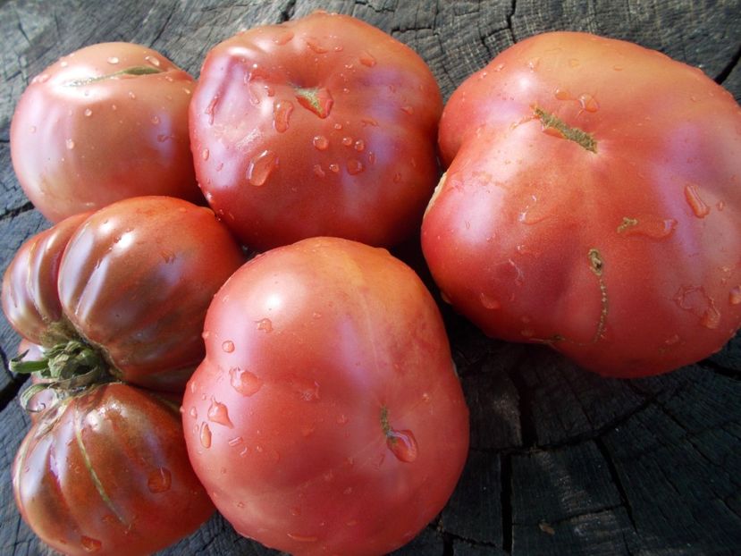  - SEMINTE ROSII - T 1096 MORADO