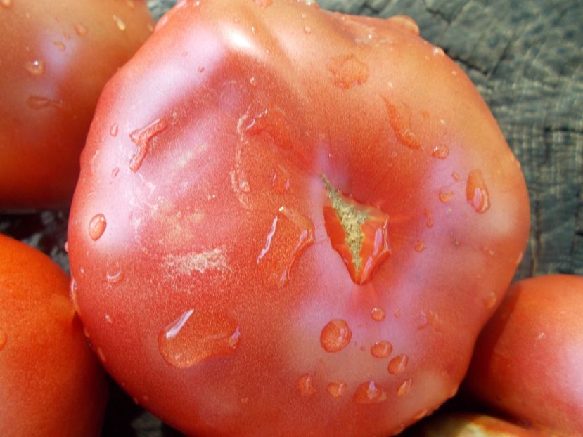  - SEMINTE ROSII - T 1096 MORADO