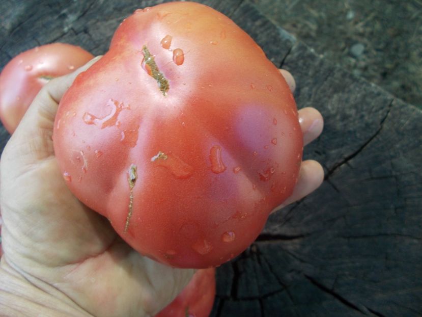  - SEMINTE ROSII - T 1096 MORADO