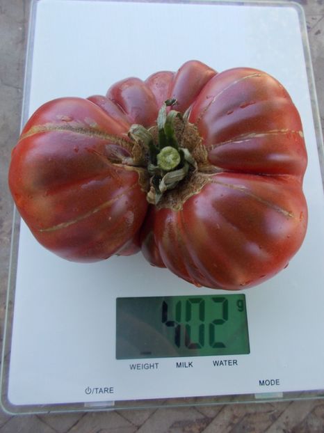  - SEMINTE ROSII - T 1096 MORADO