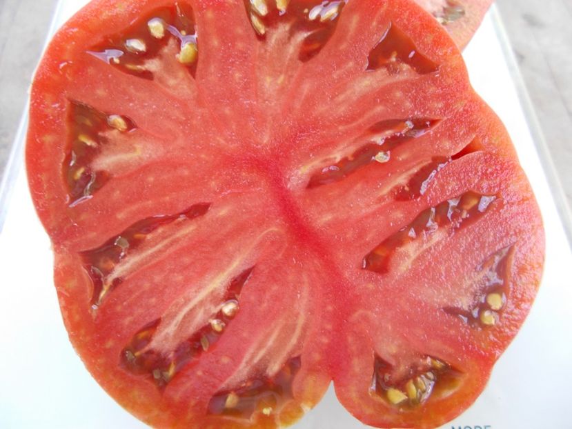  - SEMINTE ROSII - T 1096 MORADO