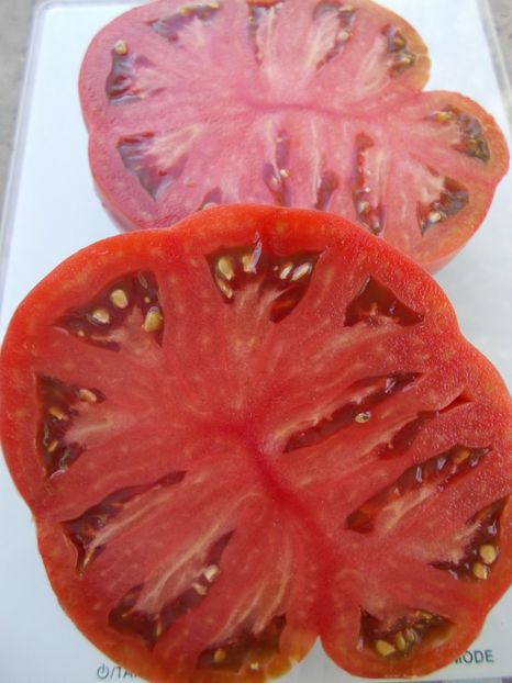  - SEMINTE ROSII - T 1096 MORADO