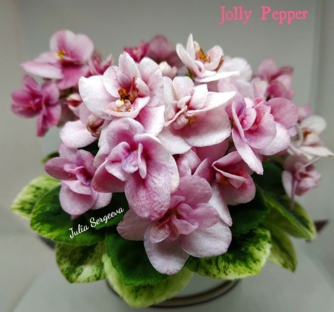 Poza net - Jolly Pepper