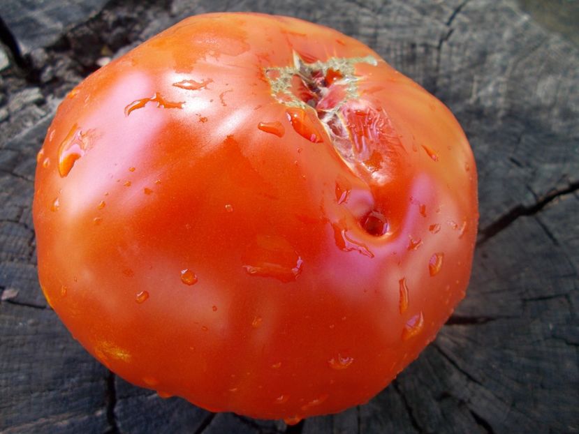  - SEMINTE ROSII - T 1038 ROSIE DE GORJ