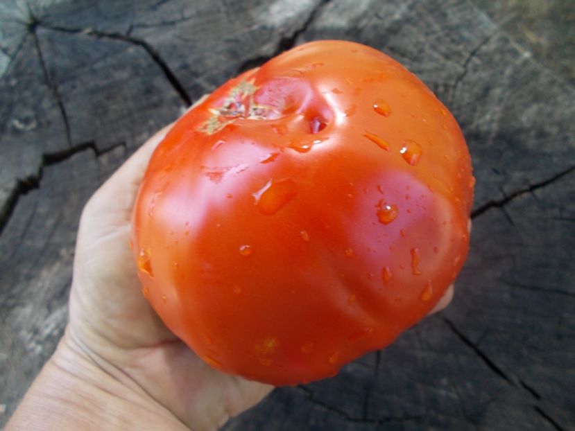  - SEMINTE ROSII - T 1038 ROSIE DE GORJ