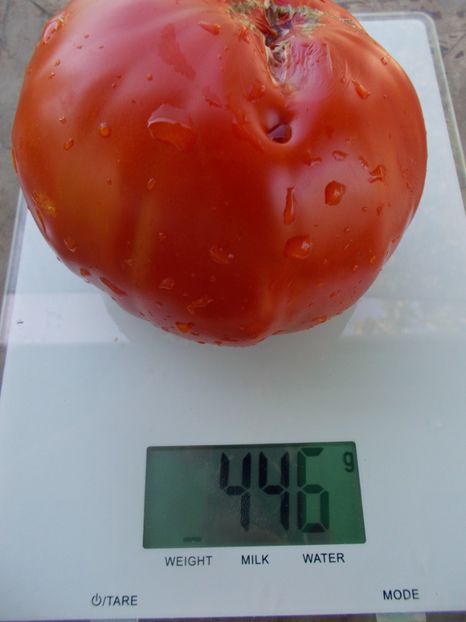  - SEMINTE ROSII - T 1038 ROSIE DE GORJ